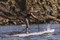 Надувная доска SUP Shark 10’6" All Round - фото 31070