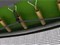 Батут UNIX Line Classic 12 ft (inside) - фото 56294